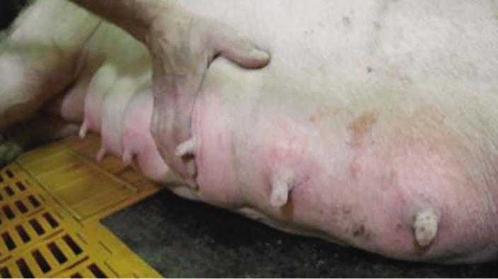 MASTITIS – FEED BACK INHIBITOR OF LACTATION (FIL)