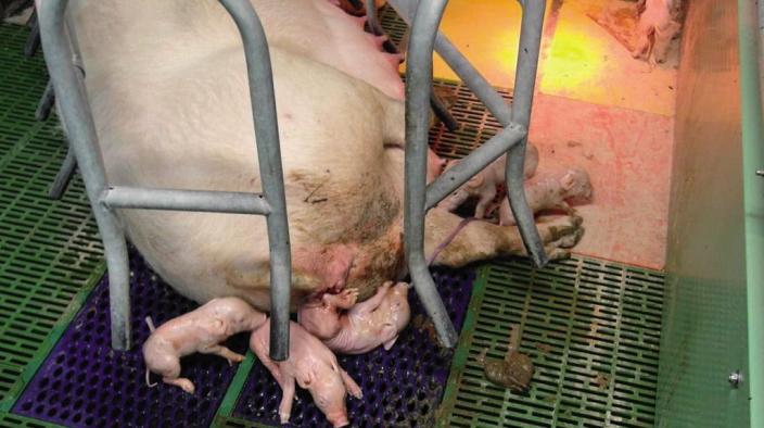 STRONG AND ACTIVE PIGS AFTER BIRTH – SUCCESS FACTORS