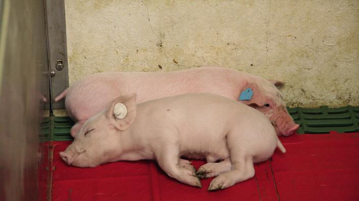 OPTIMAL IRON SUPPLEMENTATION